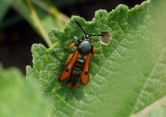 Chamaesphecia schmidtiiformis