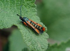 Chamaesphecia schmidtiiformis