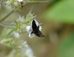 Heliothela wulfeniana