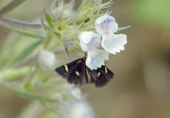 Heliothela wulfeniana
