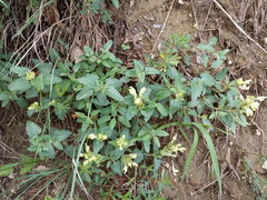 Scutellaria caucasica