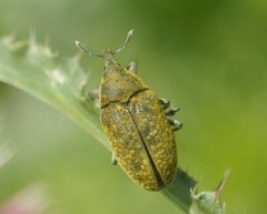 Larinus latus