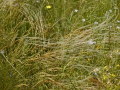 Stipa dasyphylla