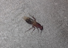 Formicidae