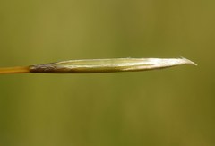 Stipa dasyphylla
