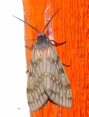 Machadoia xanthosticta