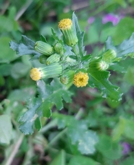 Senecio vulgaris