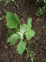 Chenopodium album