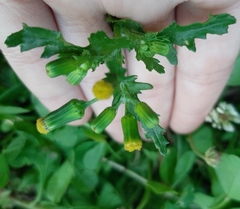 Senecio vulgaris