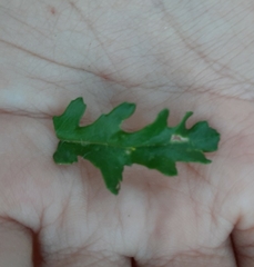 Senecio vulgaris