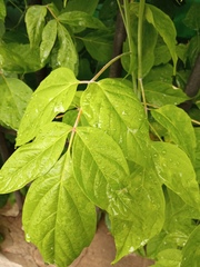 Acer negundo