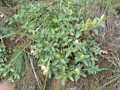 Scutellaria caucasica