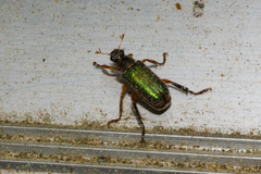 Dichelonyx canadensis