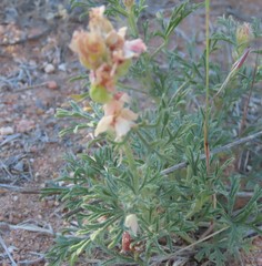 Sphaeralcea coccinea coccinea