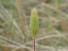 Phleum arenarium