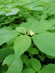 Impatiens parviflora