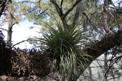 Tillandsia parryi