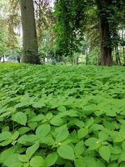Impatiens parviflora