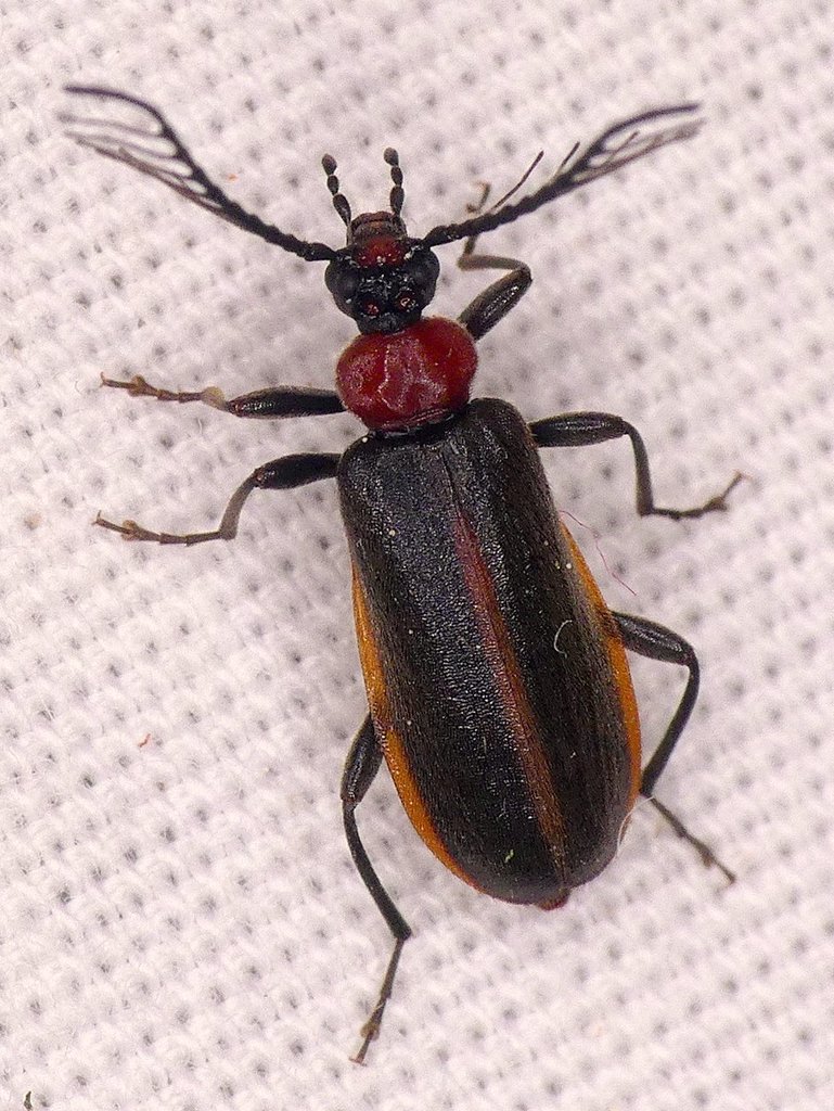 Flaming-pillow Beetle