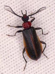 Schizotus cervicalis