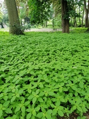 Impatiens parviflora