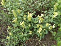 Scutellaria caucasica