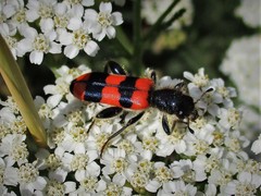 Trichodes crabroniformis