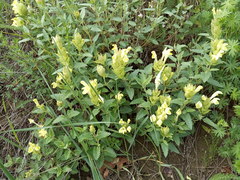 Scutellaria caucasica