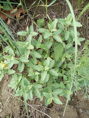 Scutellaria caucasica