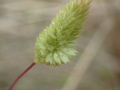 Phleum arenarium