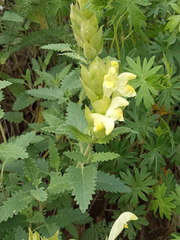 Scutellaria caucasica