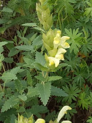 Scutellaria caucasica