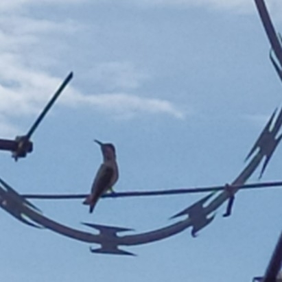 Ruby-throated Hummingbird from Terminal de Cruceros Acapulco Teniente ...