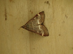 Pyrausta nicalis
