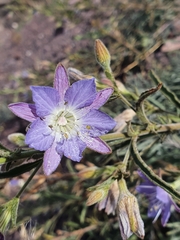 Malesherbia linearifolia