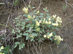 Scutellaria caucasica