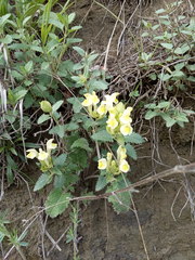 Scutellaria caucasica