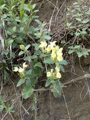 Scutellaria caucasica
