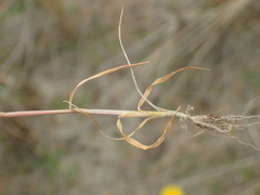 Phleum arenarium