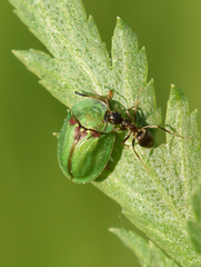 Cassida stigmatica