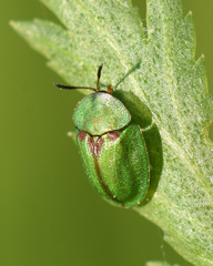 Cassida stigmatica