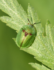 Cassida stigmatica