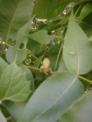 Carya ovata