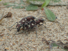 Cicindela hybrida