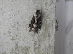 Erinnyis oenotrus