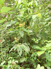 Palicourea guianensis