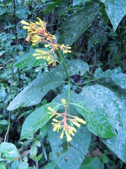 Palicourea guianensis