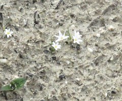 Romulea flava