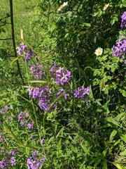 Hesperis pycnotricha