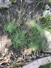 Lavandula angustifolia